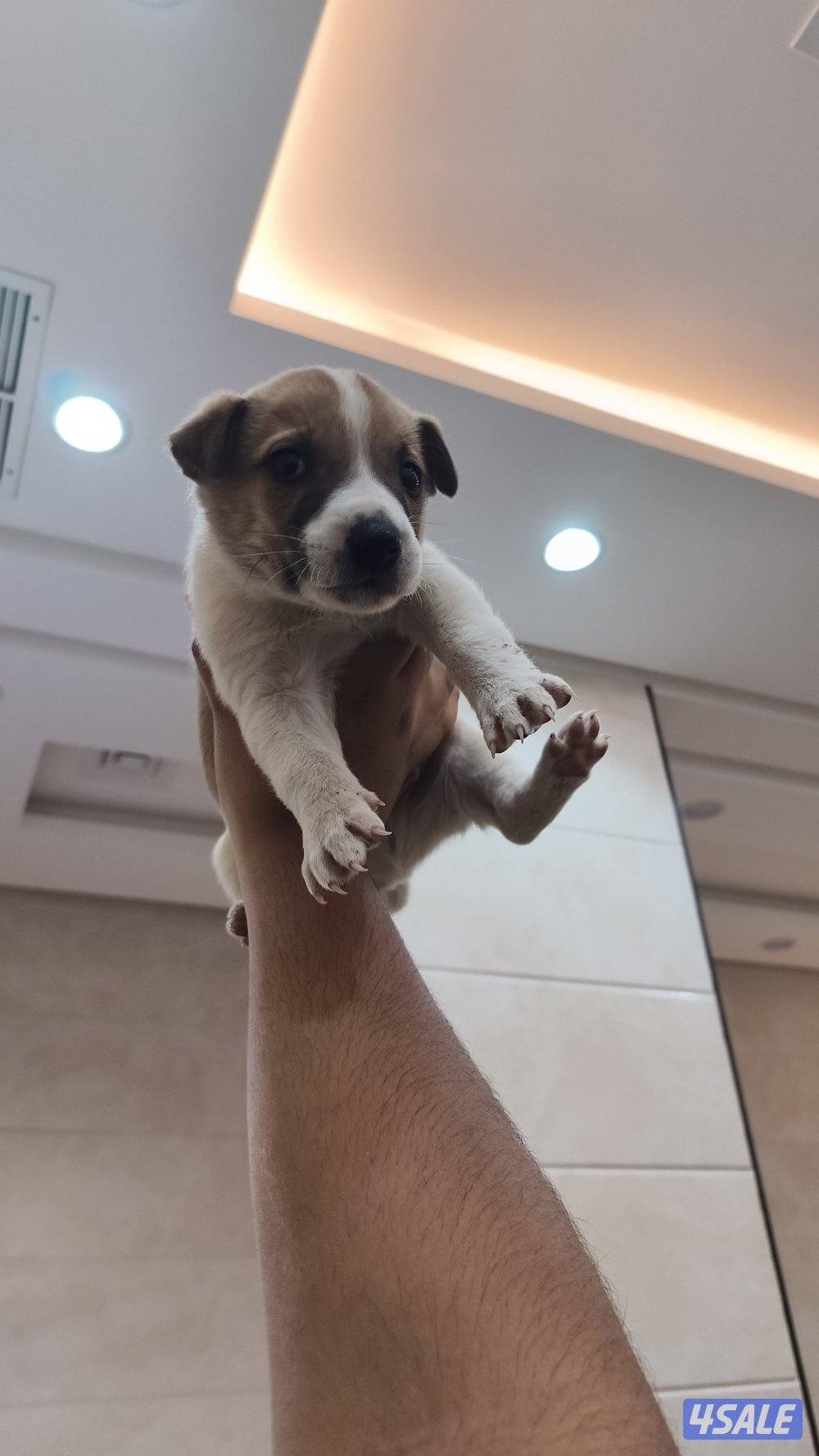 للبيع كلب جاك راسل ذكر2