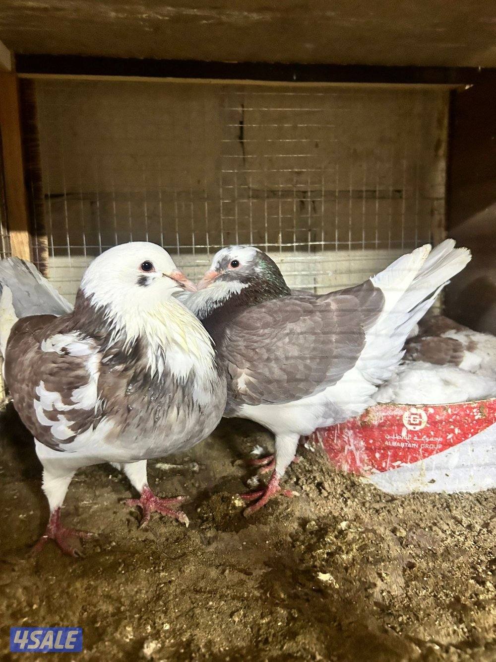 للبيع حمام لاحم الوزان سوبر جامبو1