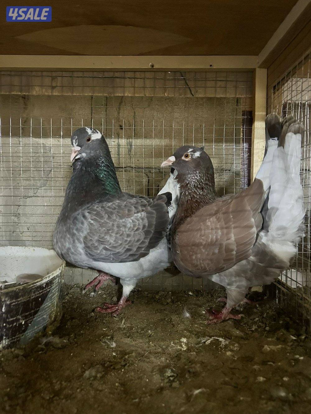 للبيع حمام لاحم الوزان سوبر جامبو0