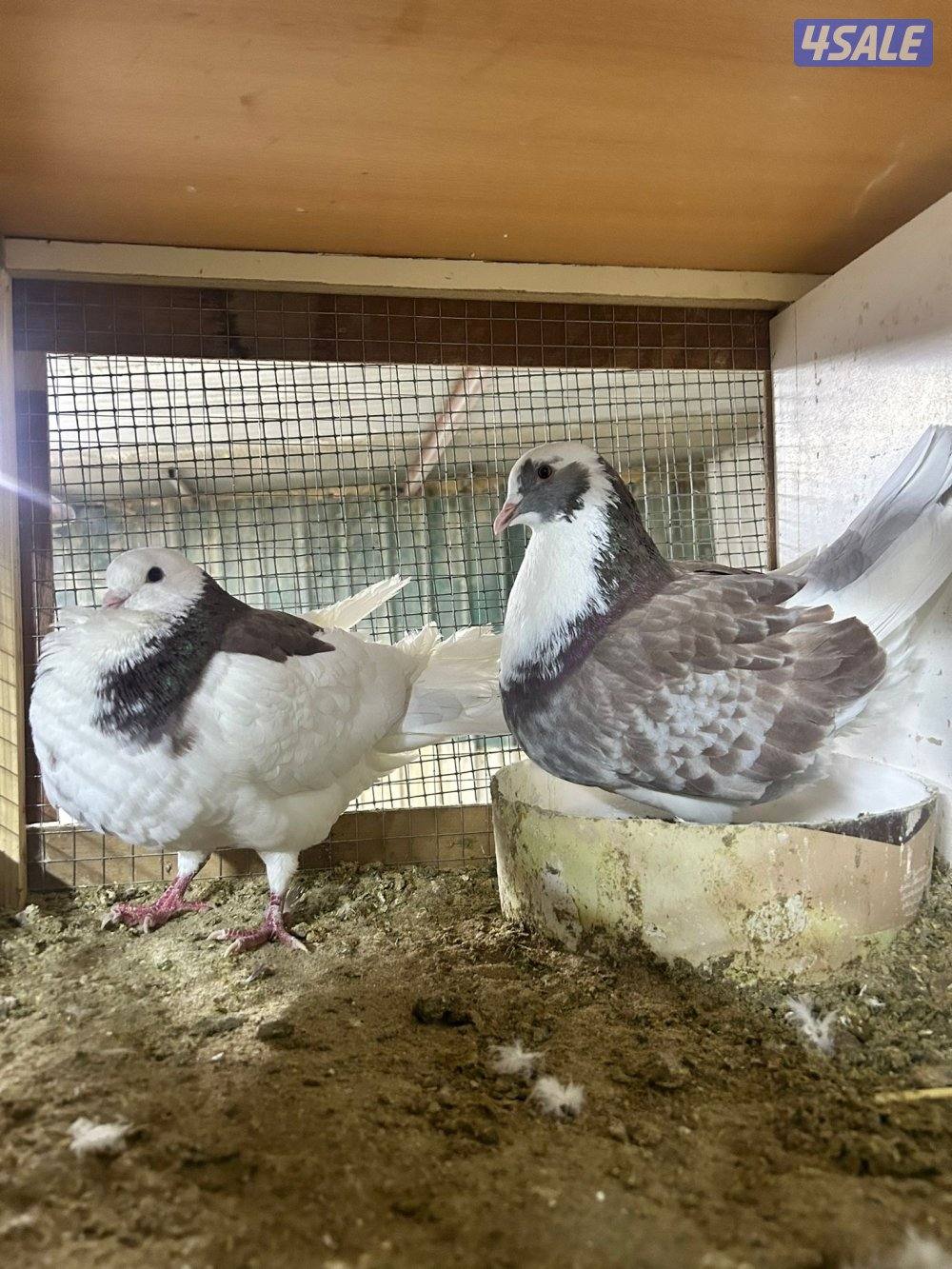 للبيع حمام لاحم الوزان سوبر جامبو2