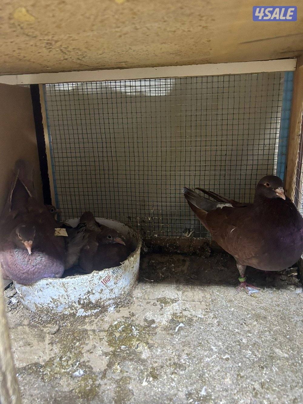 للبيع حمام لاحم الوزان سوبر جامبو3