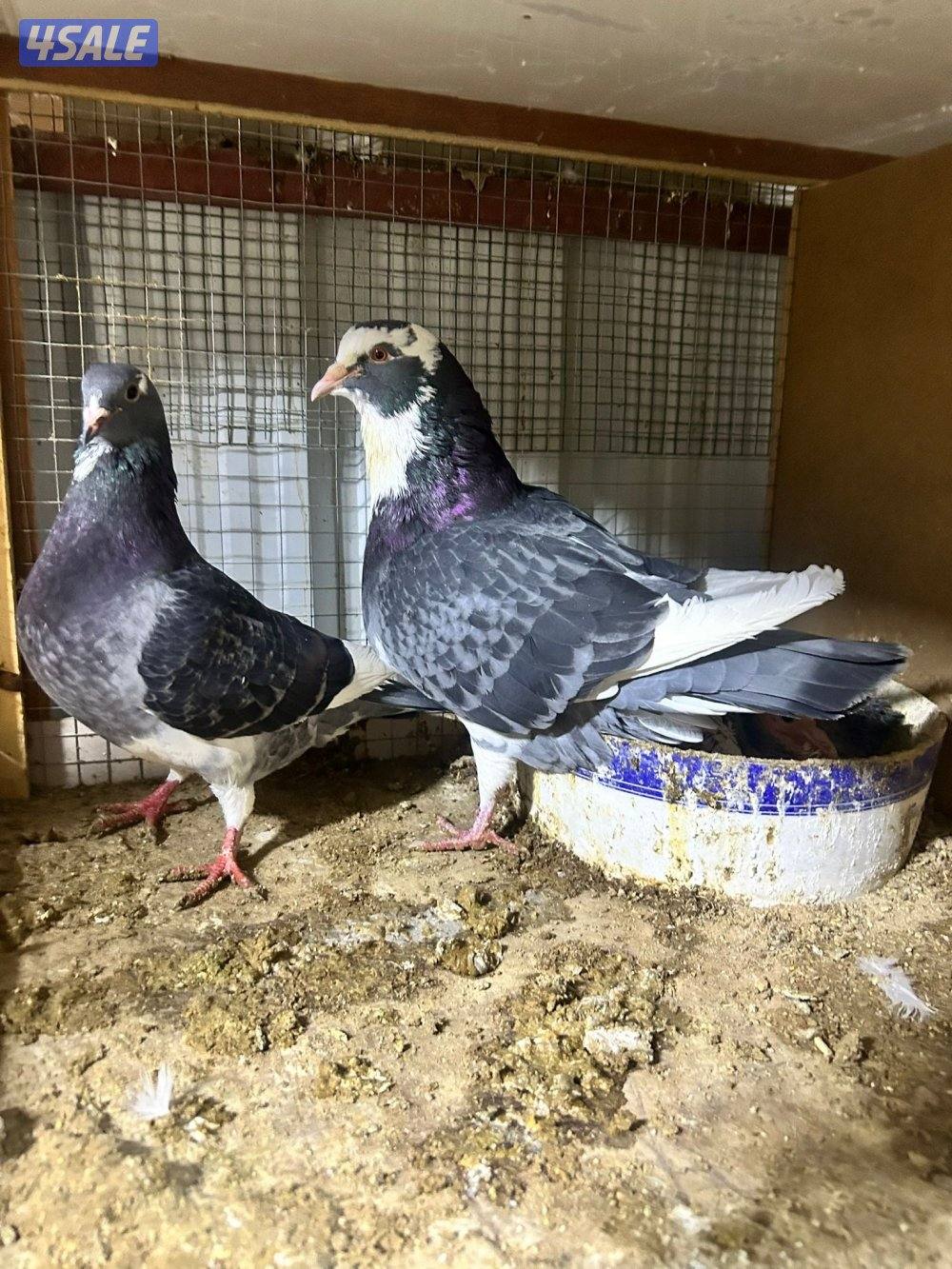 للبيع حمام لاحم الوزان سوبر جامبو4