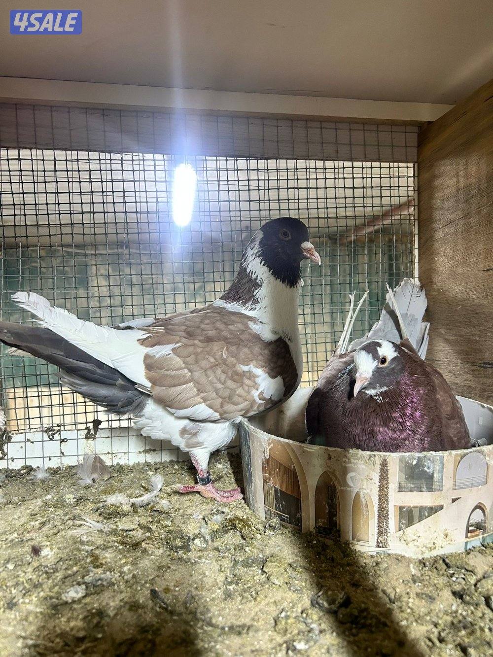 للبيع حمام لاحم الوزان سوبر جامبو5