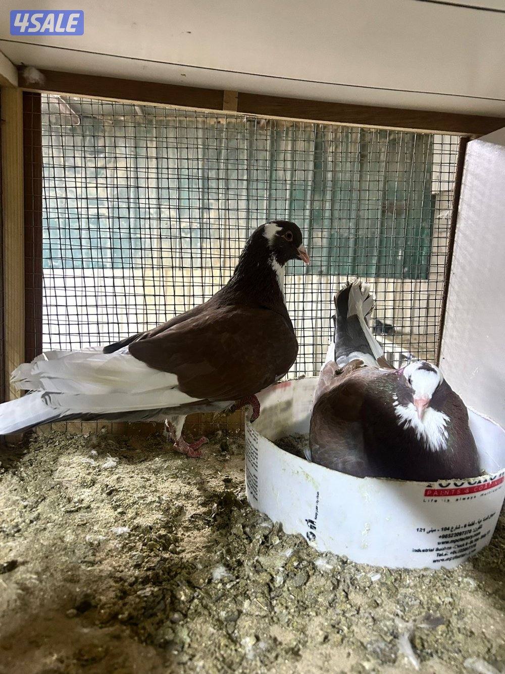 للبيع حمام لاحم الوزان سوبر جامبو6