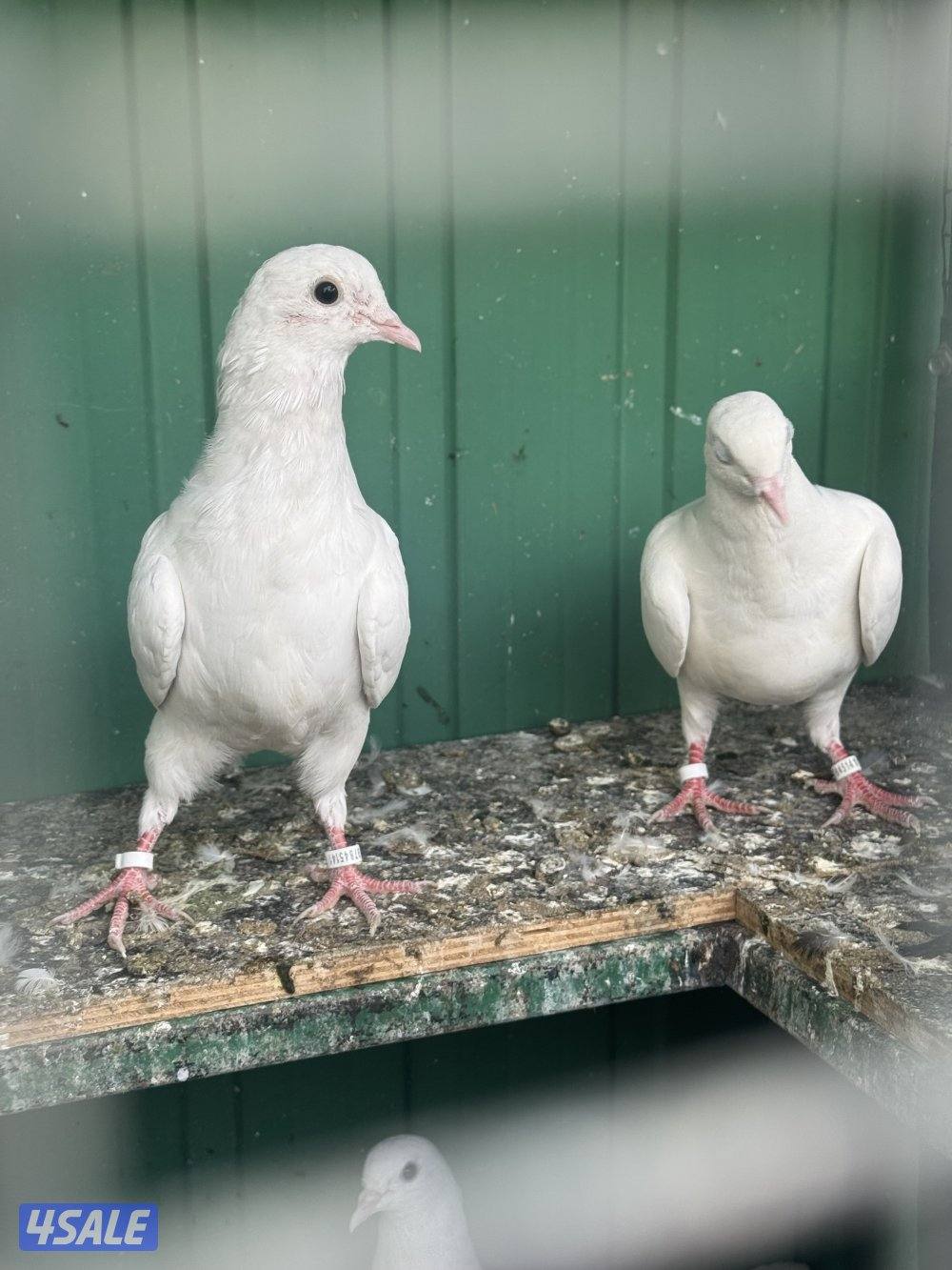 حمام لوت الوان0