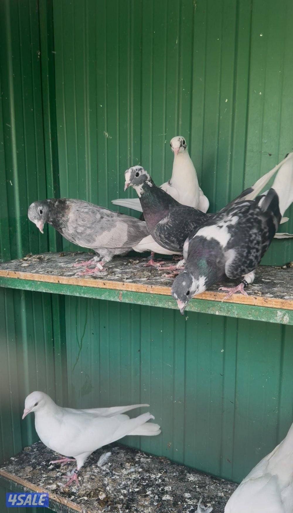 حمام لوت الوان1