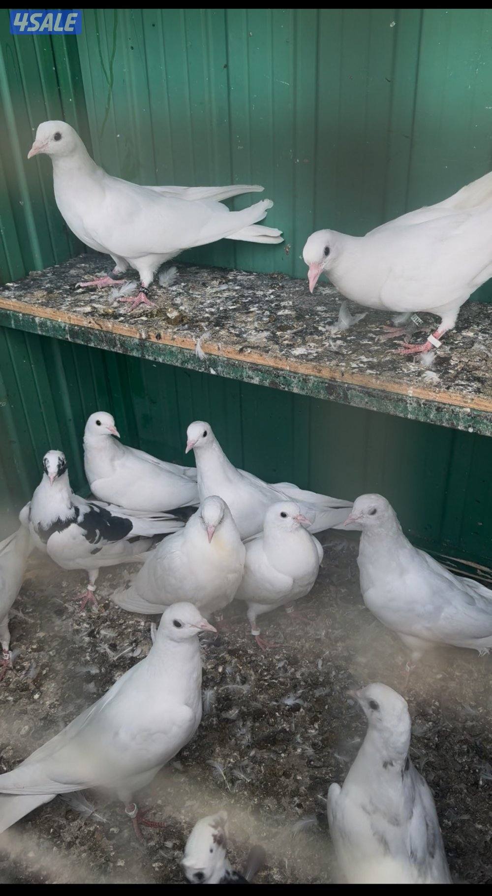 حمام لوت الوان2