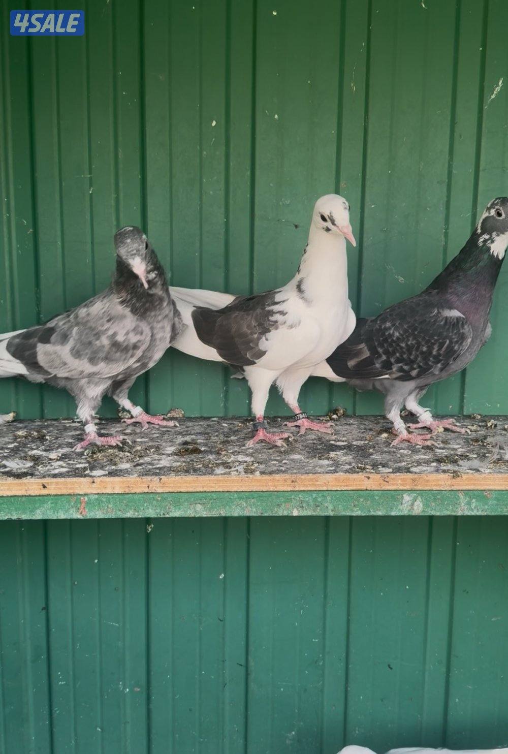 حمام لوت الوان3