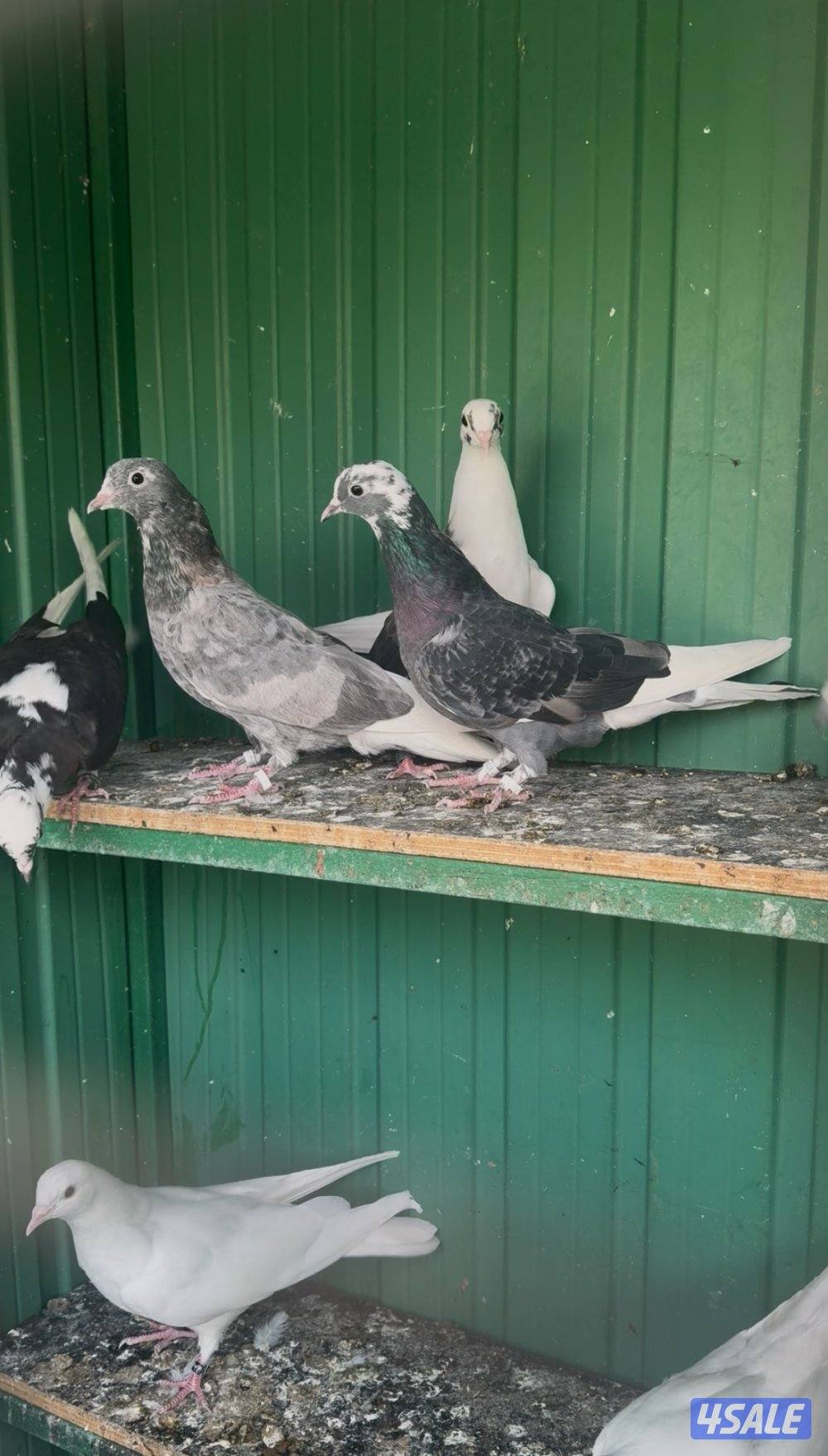 حمام لوت الوان4