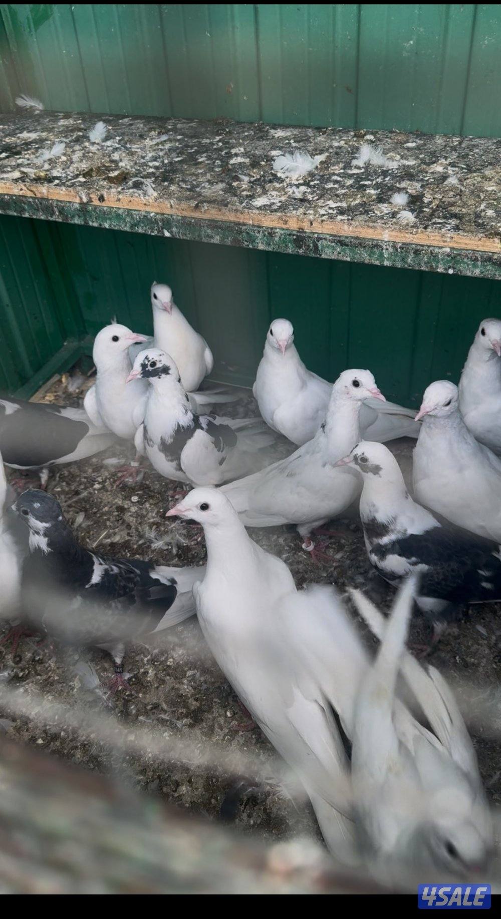 حمام لوت الوان5