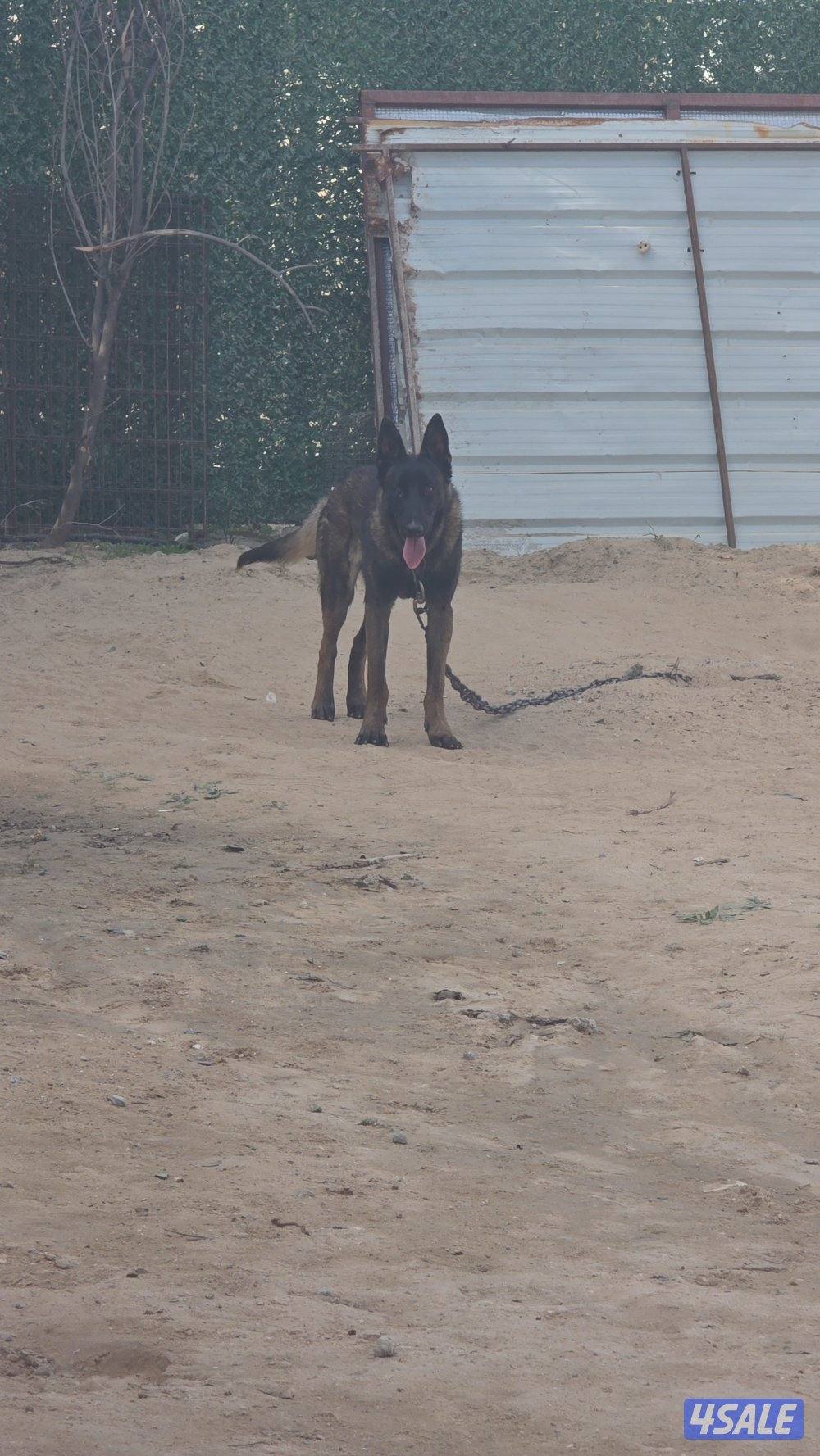 بيعه سريعه مالينو ذكر بصحه جيده2