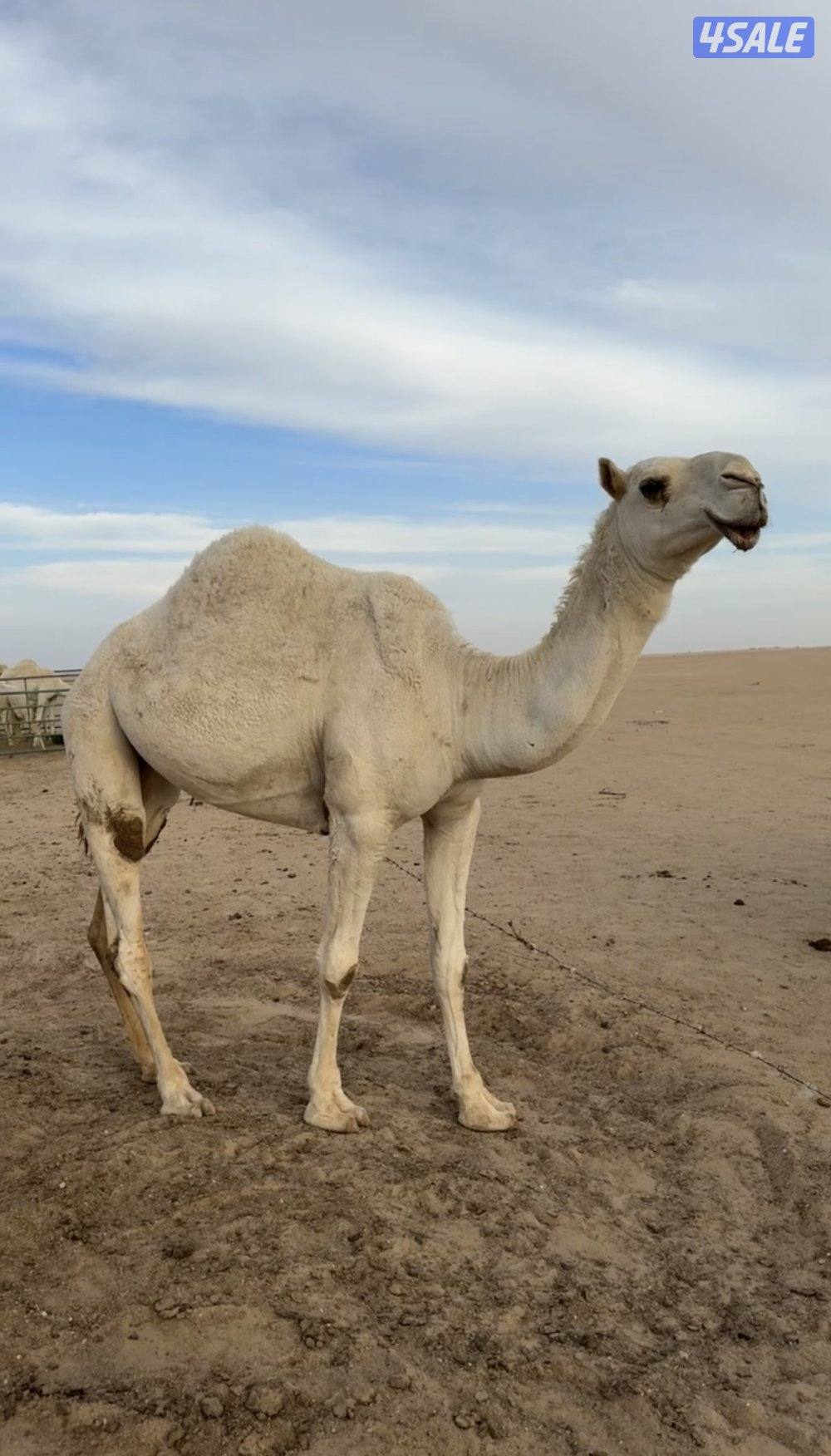 بكره وضحا جذعه رمانيه طيبه ومضربه على بعير طيب منتج السوم واصل ٨٠٠0