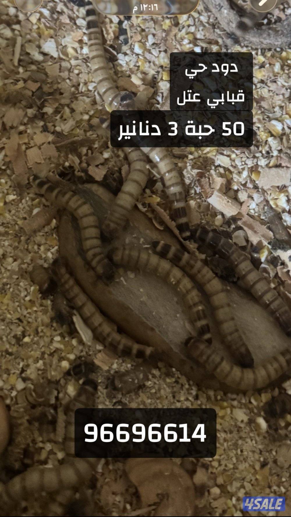 دود حي - قبابي0