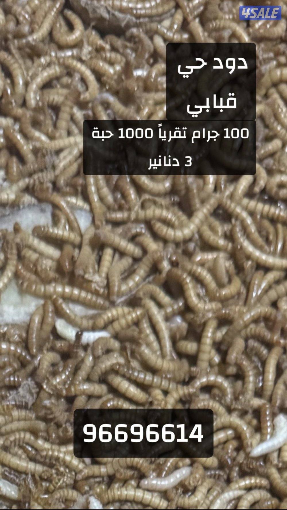 دود حي - قبابي1