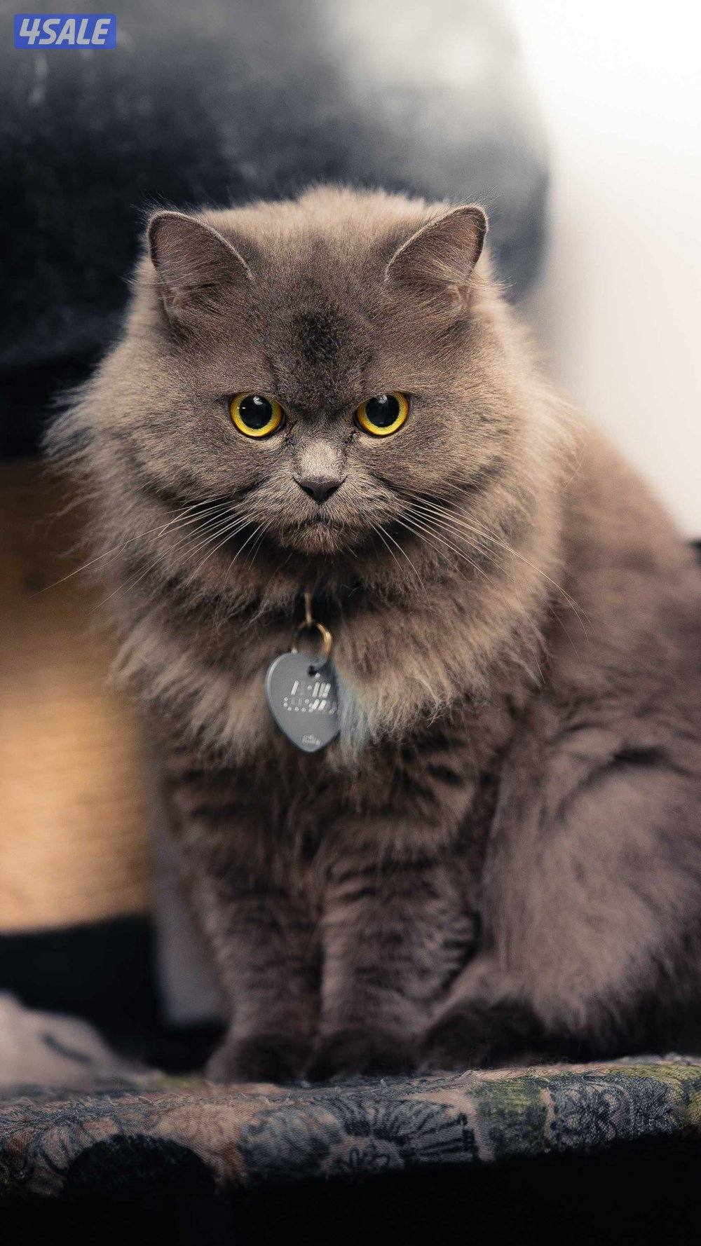 British longhair for adoption1