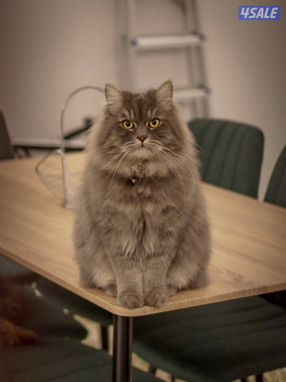 British longhair for adoption0