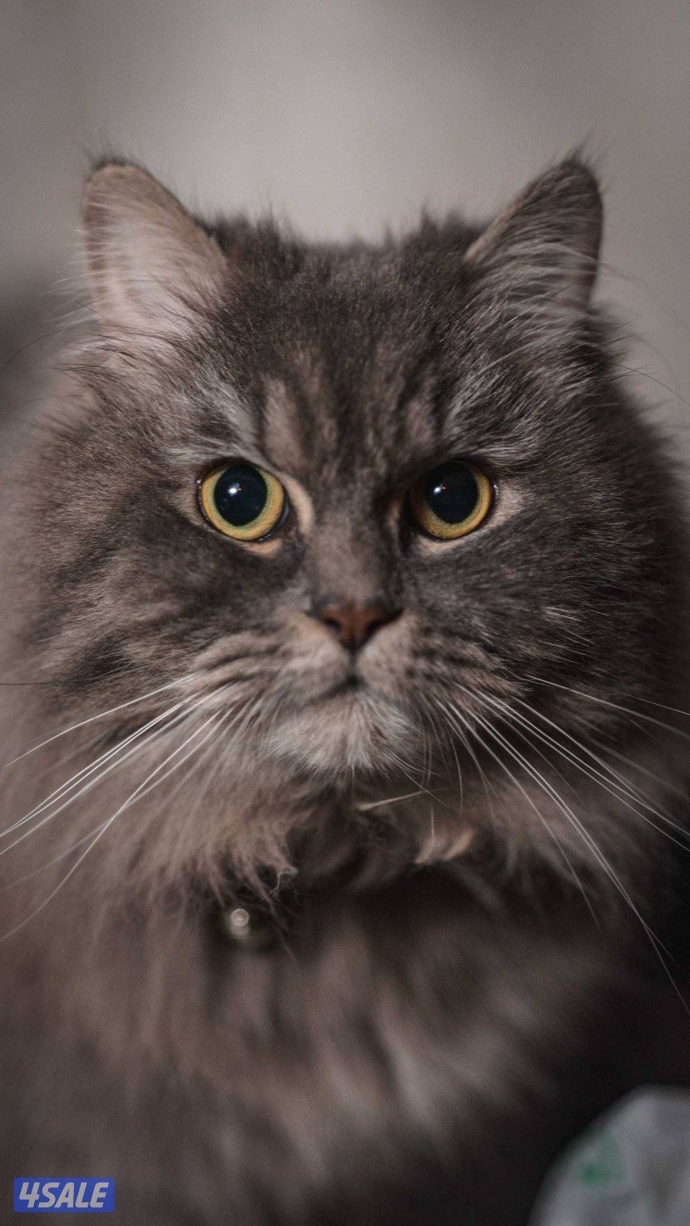 British longhair for adoption3