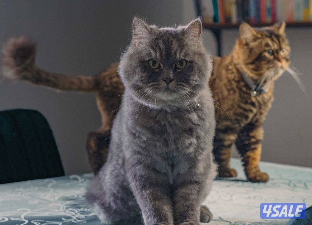 British longhair for adoption2