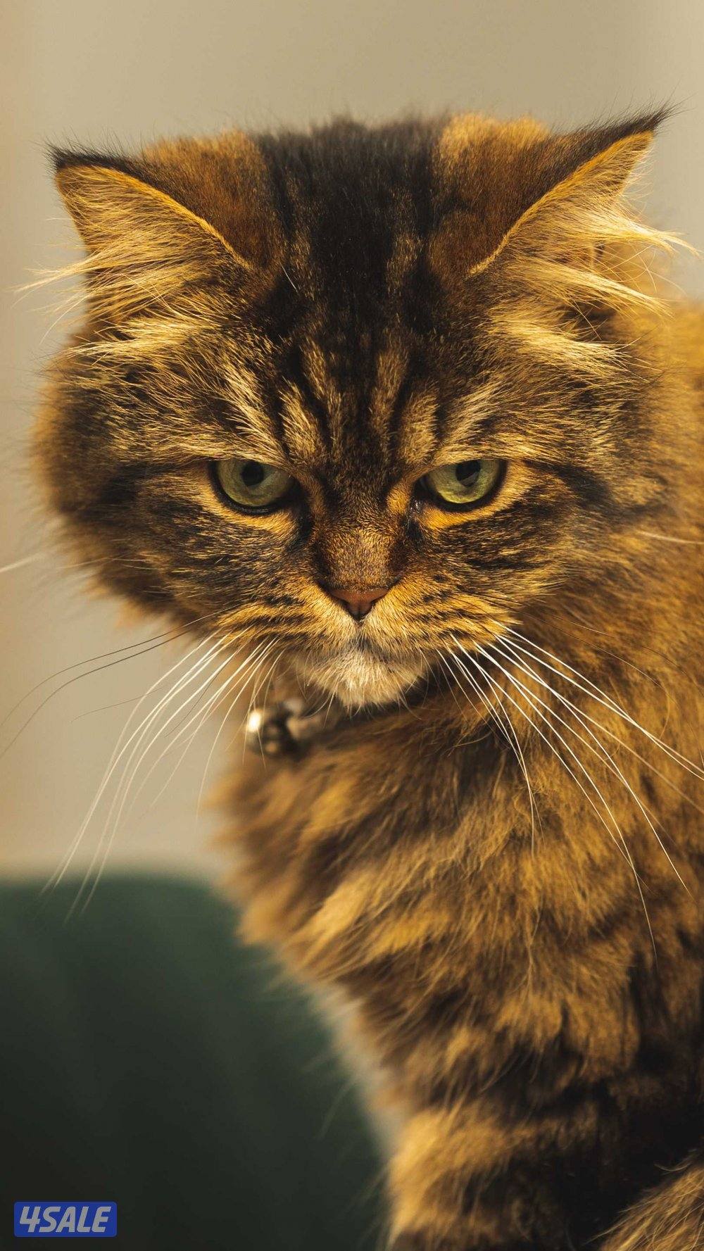 British longhair for adoption4