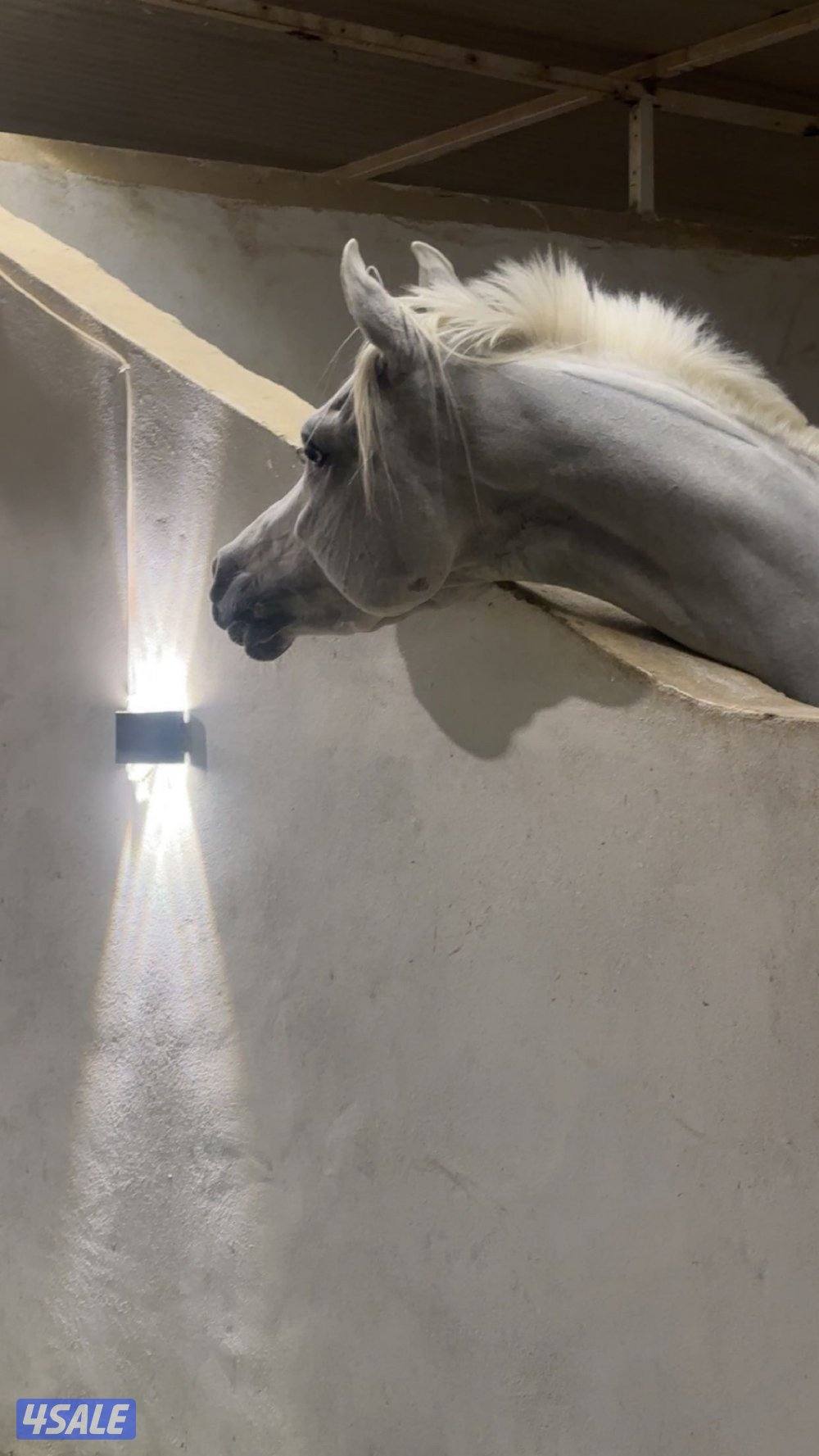 بولش مواليد ٢٢0