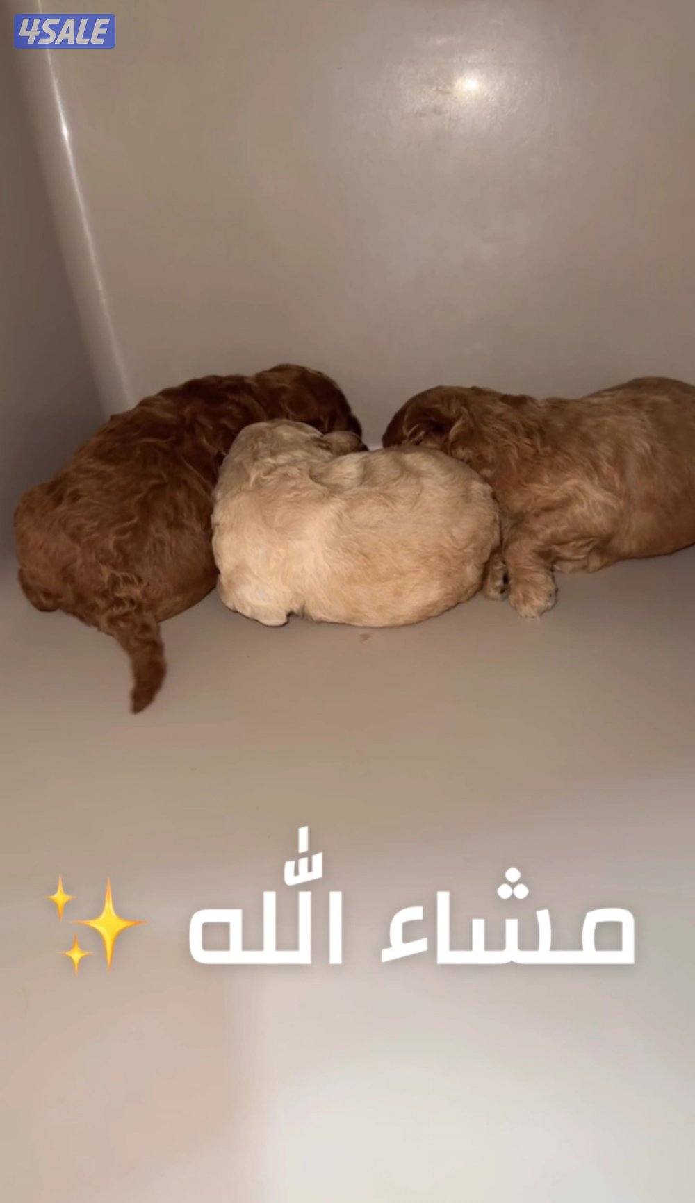 للبيع تي كب بودل نثيتين وذكر0