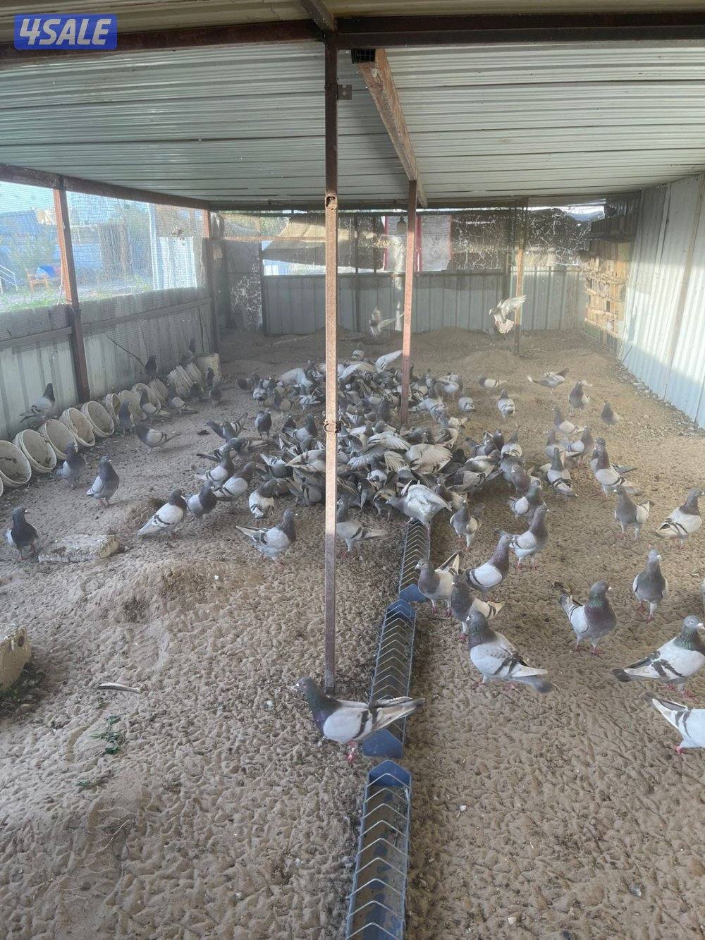 للبيع حمام زاجل لاحم سلفرر ازواج منتجه0