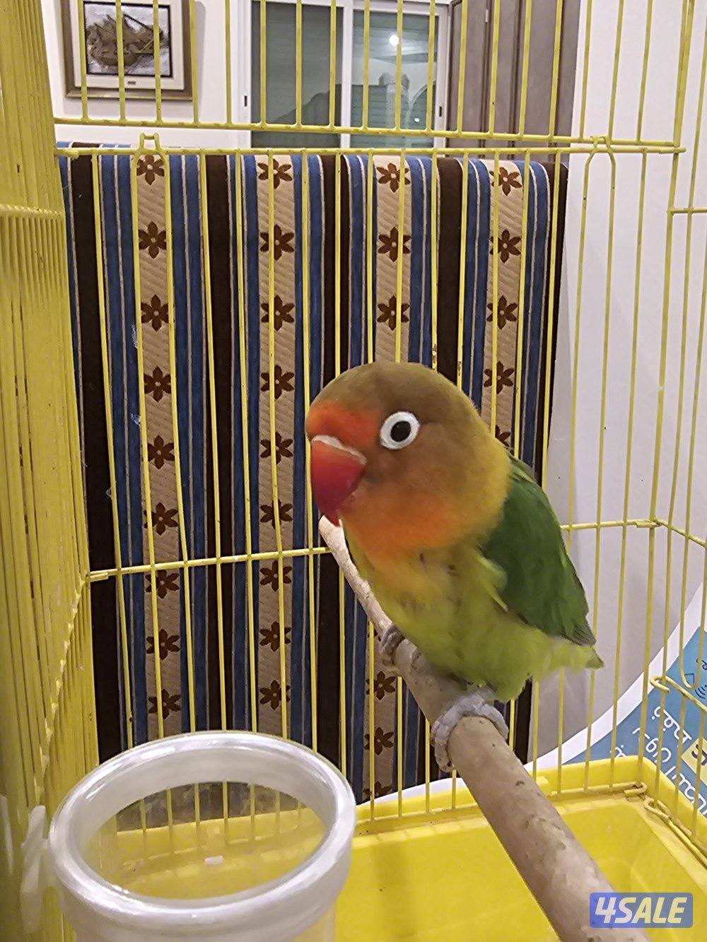 ببغاء الكنيور0