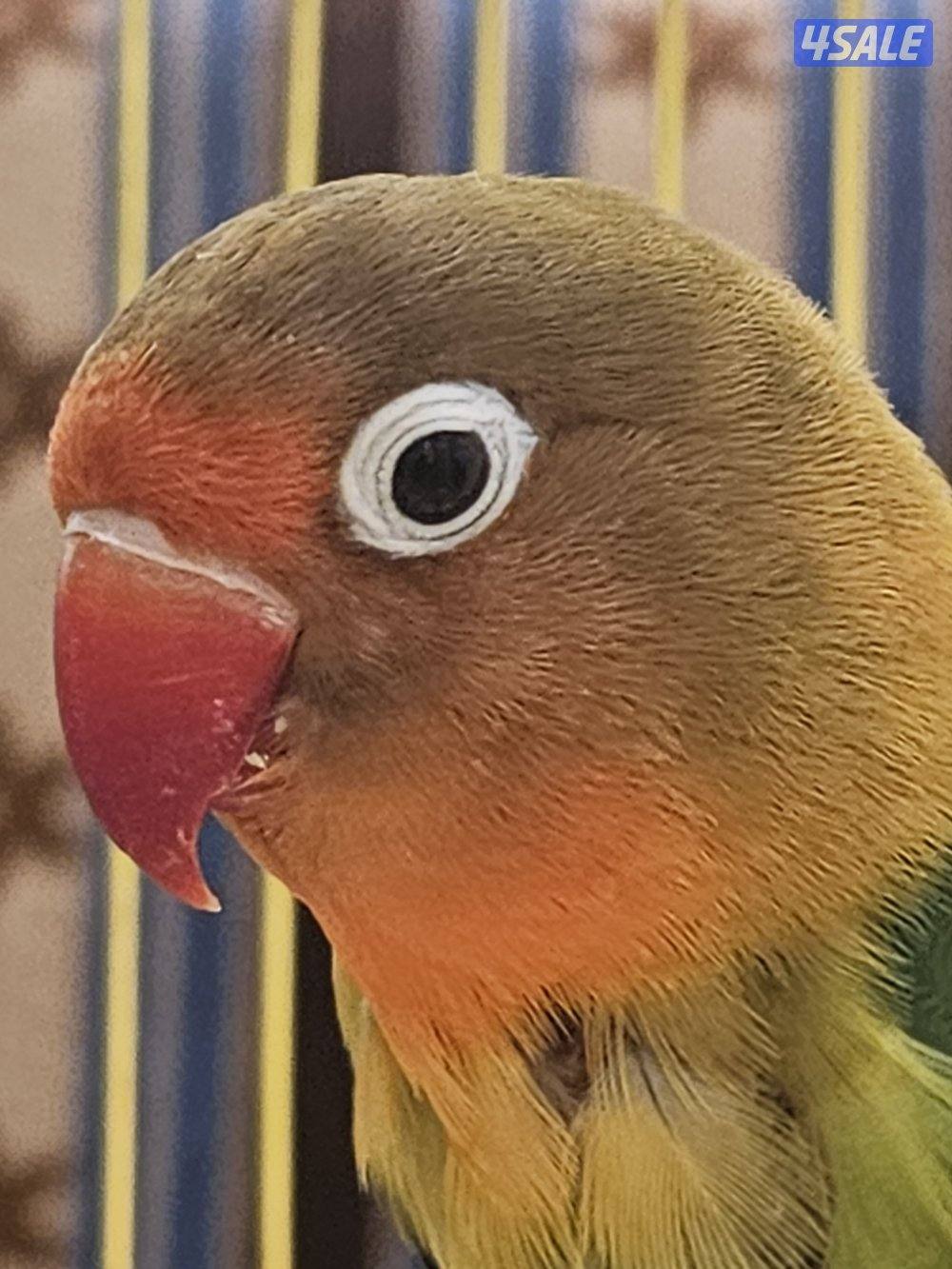 ببغاء الكنيور1