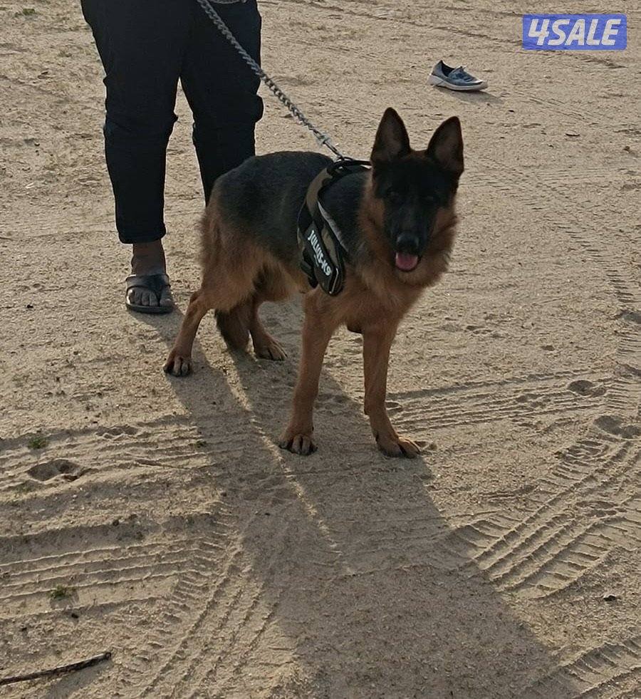 جيرمن  انثى العمر ٧ شهور مع جوازها كامل تطعيماتها واتس فقط0