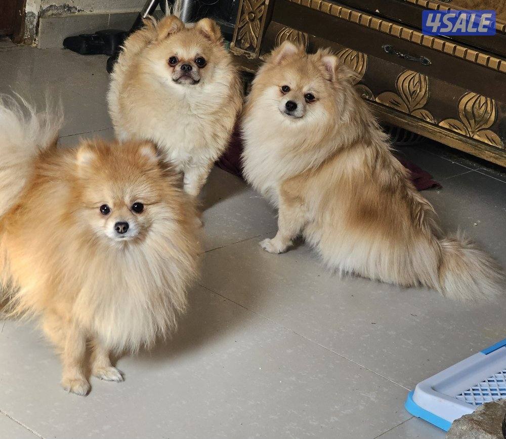 pomeranians.2 male, 2 female2