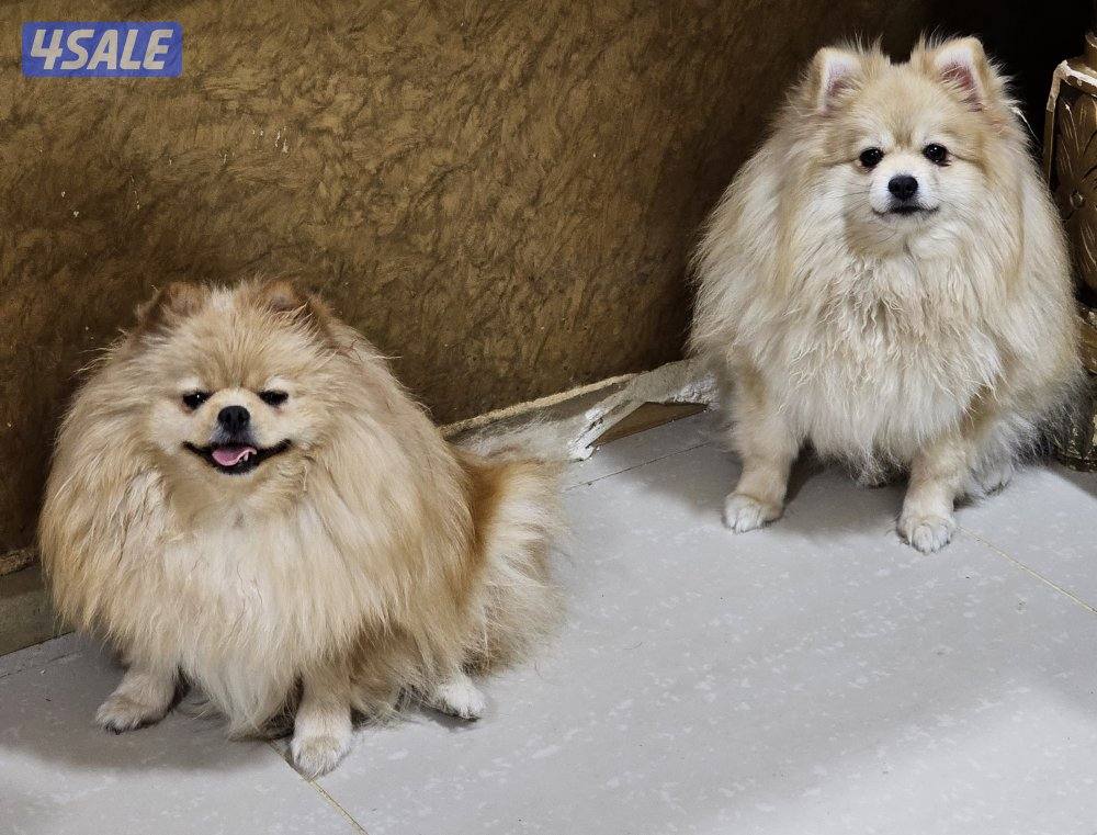pomeranians.2 male, 2 female4