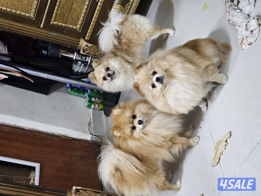 pomeranians.2 male, 2 female3