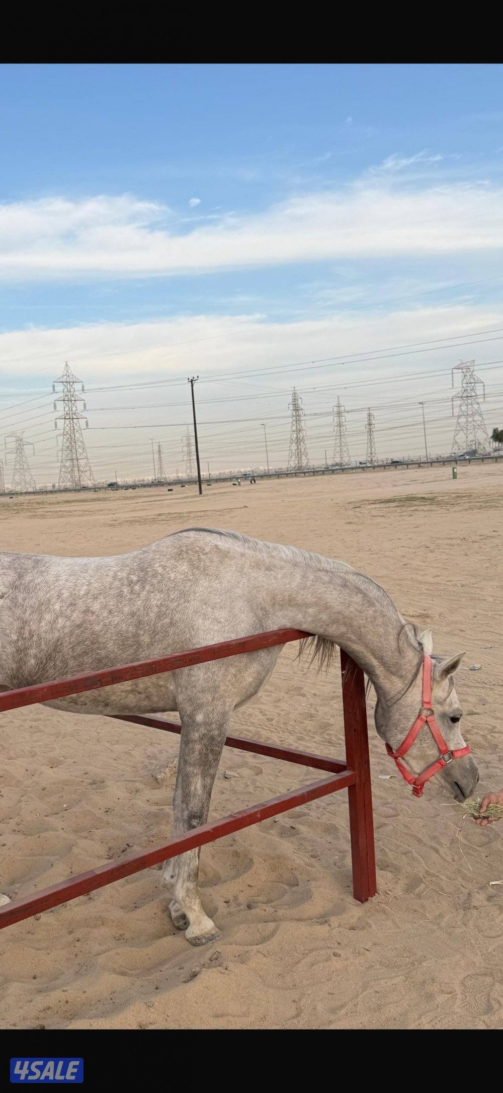 فرس بولش لاقح0