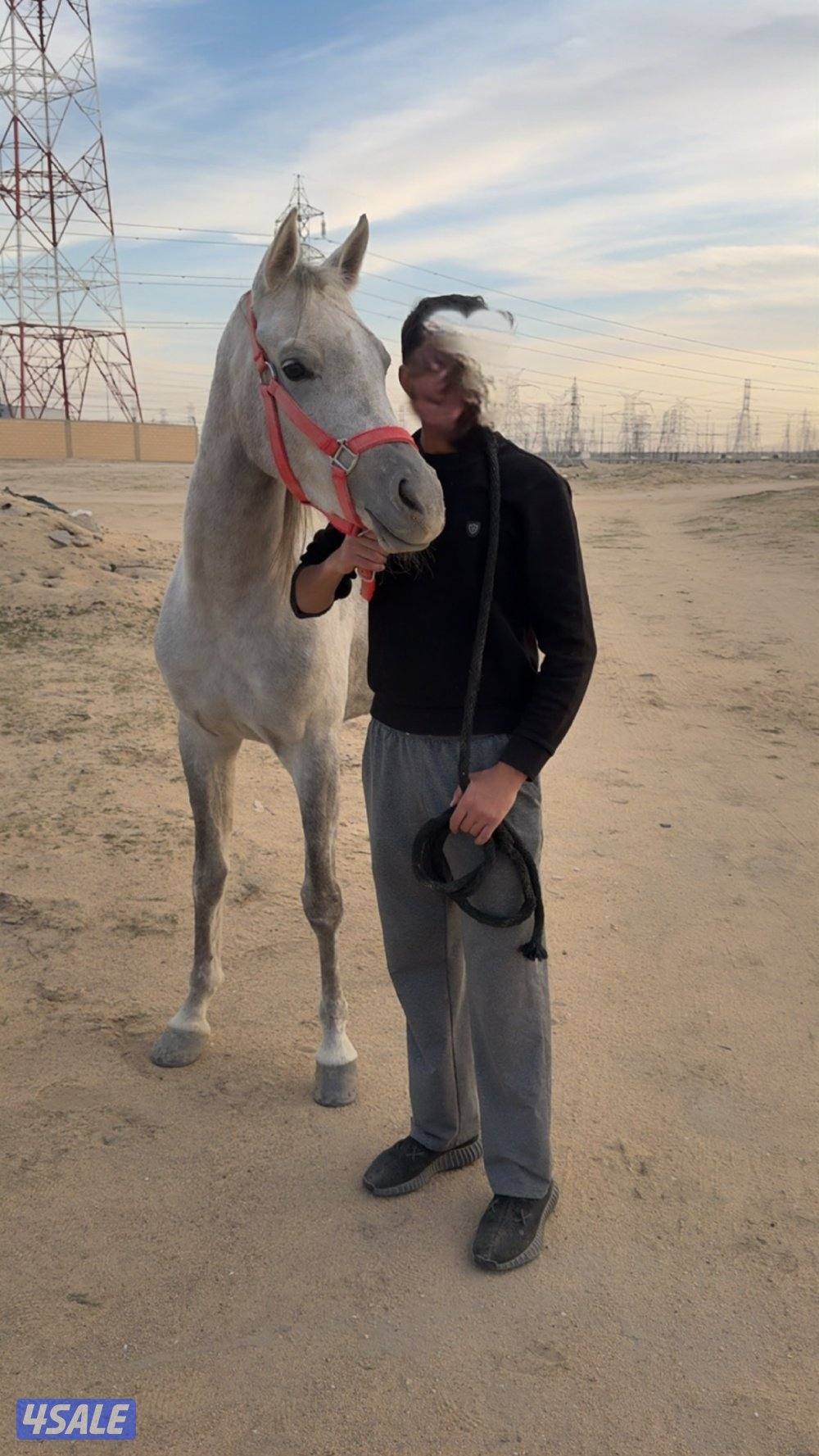 فرس بولش لاقح1