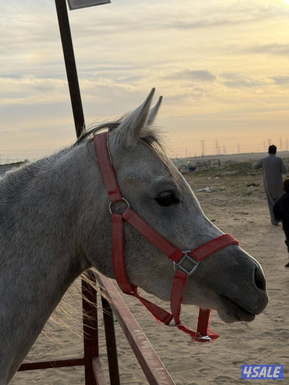 فرس بولش لاقح2