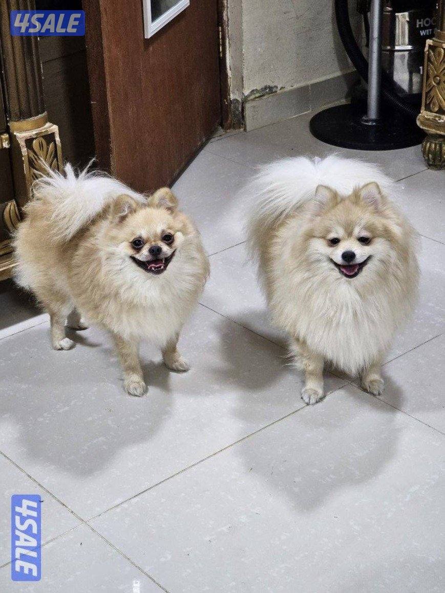 pomeranians.2 male, 2 female0