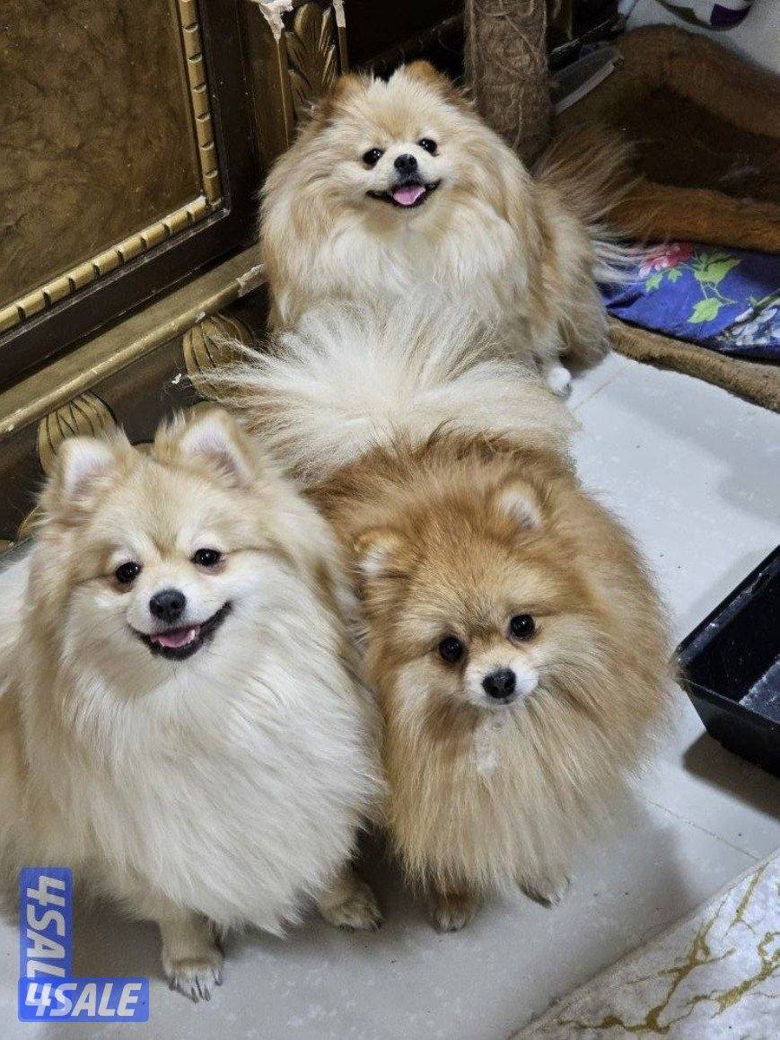 pomeranians.2 male, 2 female1