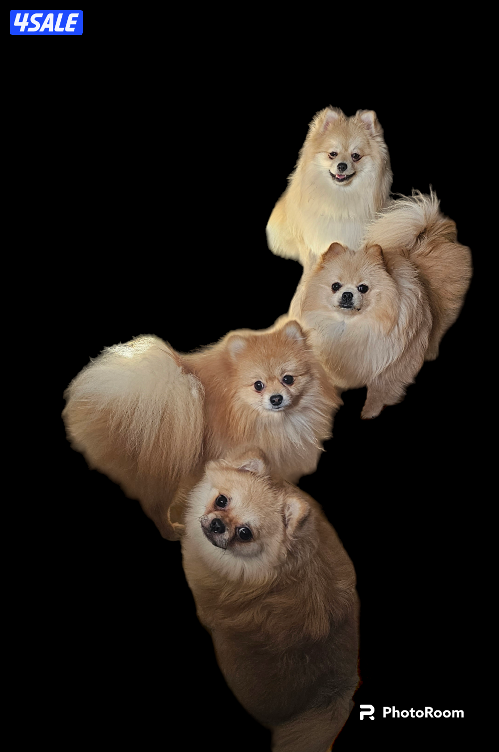 pomeranians.2 male, 2 female5
