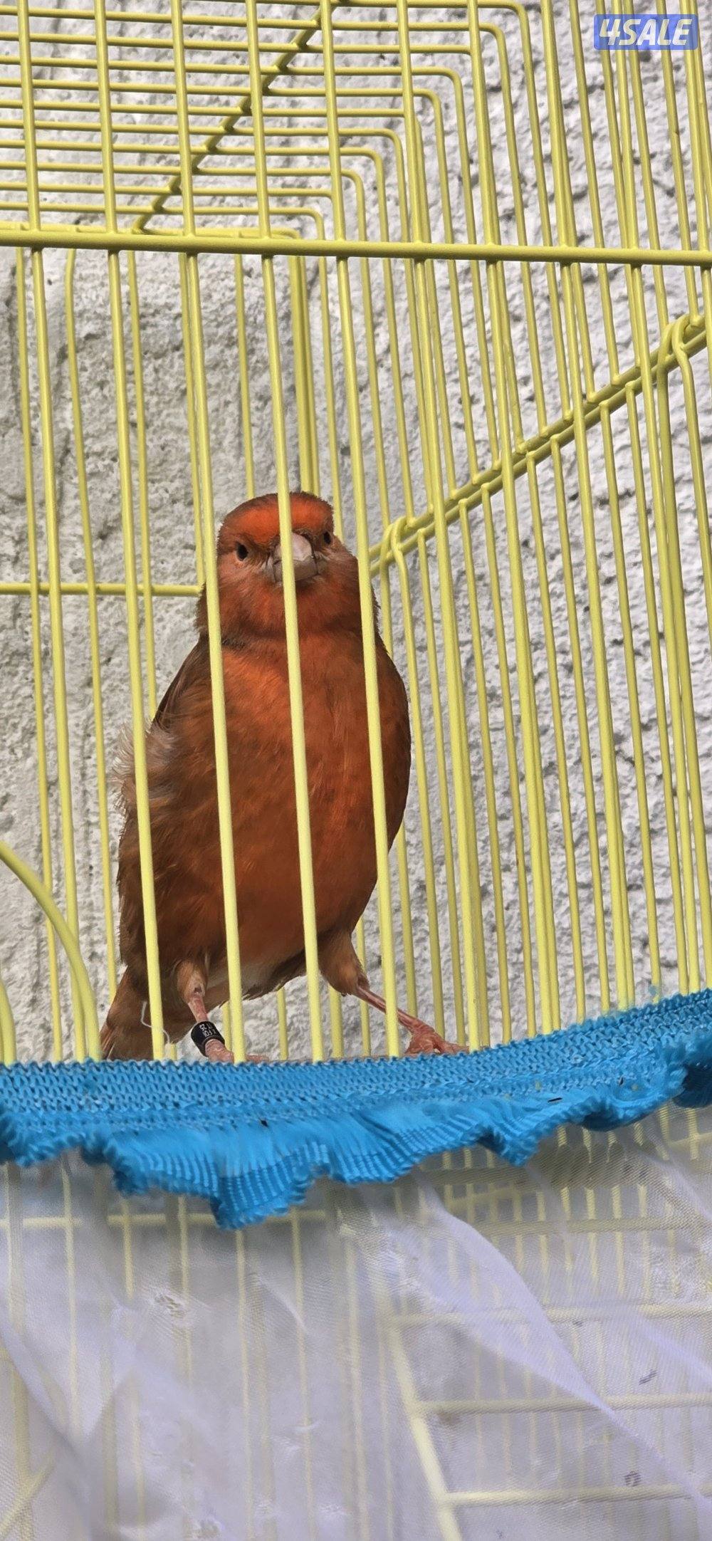 كناري اسباني وايطالي الوان وتغري1