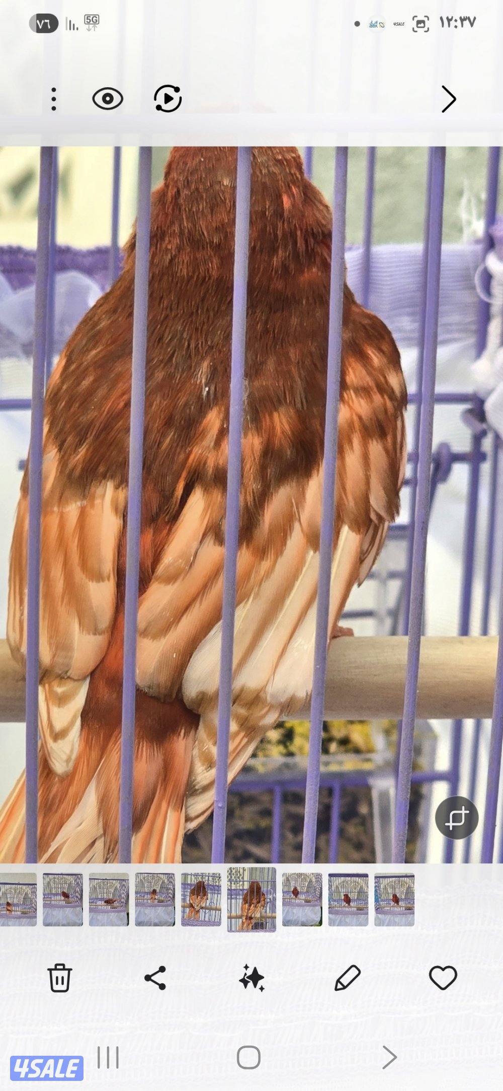 كناري اسباني وايطالي الوان وتغري2