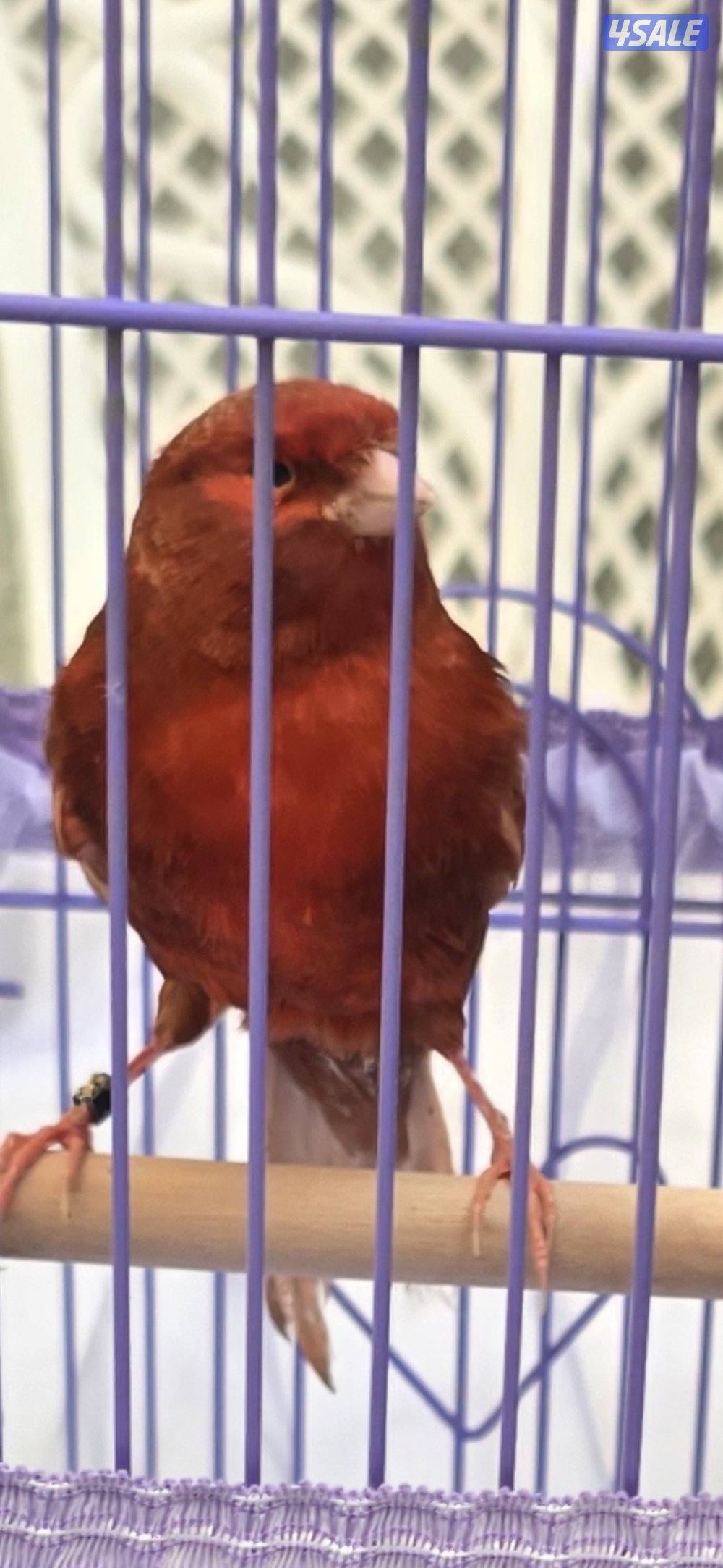 كناري اسباني وايطالي الوان وتغري3