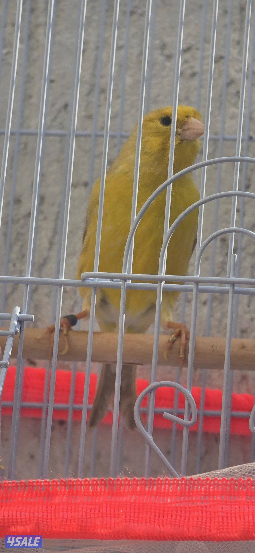 كناري اسباني وايطالي الوان وتغري5