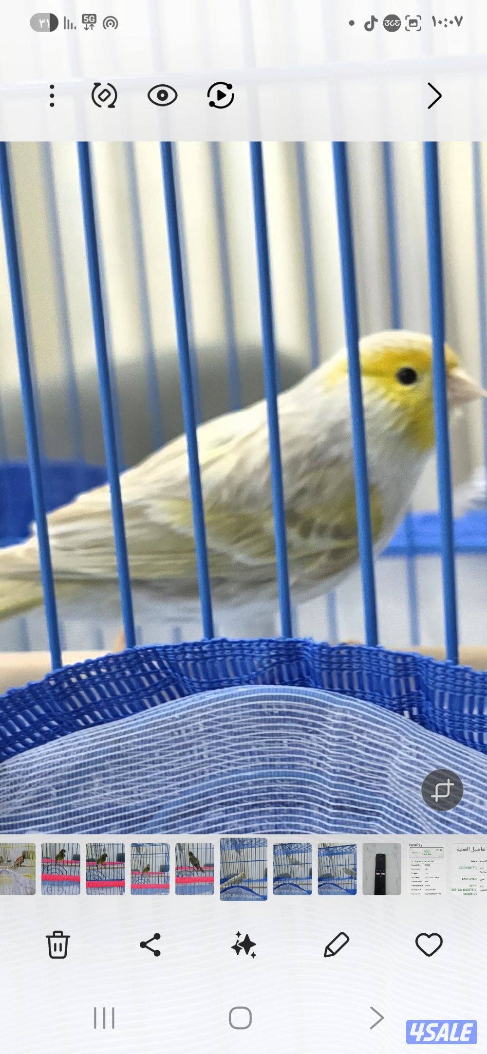 كناري اسباني وايطالي الوان وتغري8