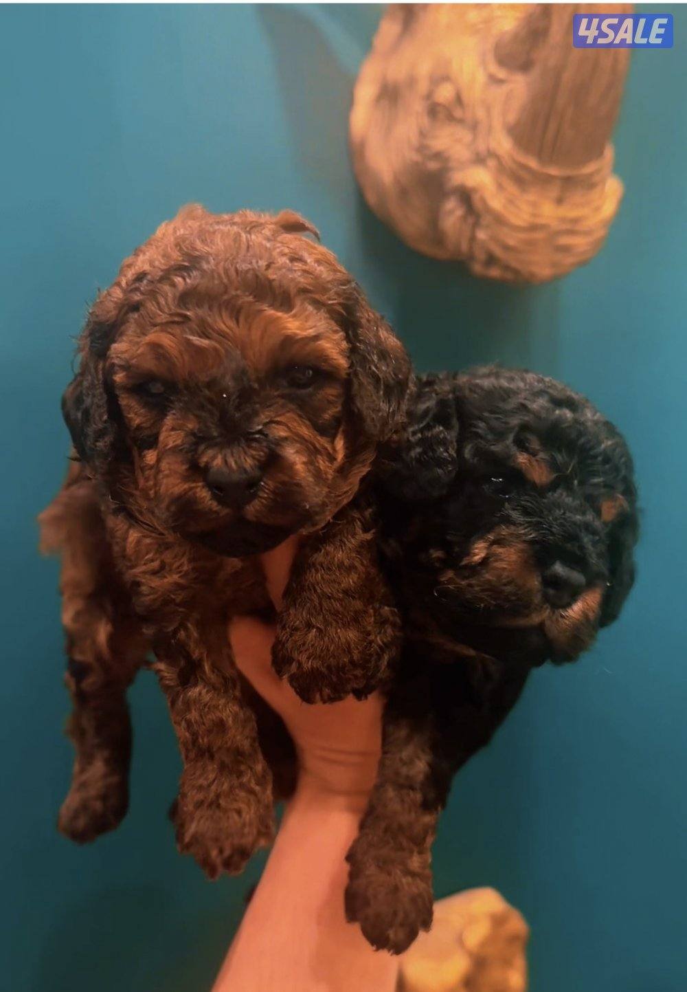 أهل نوادر بودل تي كب ألوان نادره🔥🔥0