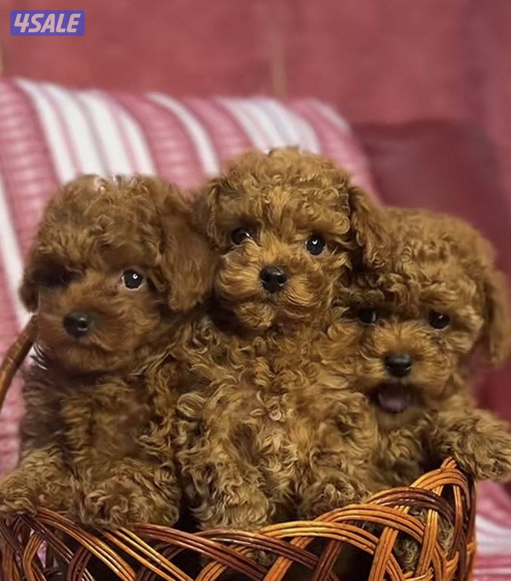 أهل نوادر بودل تي كب ألوان نادره🔥🔥1