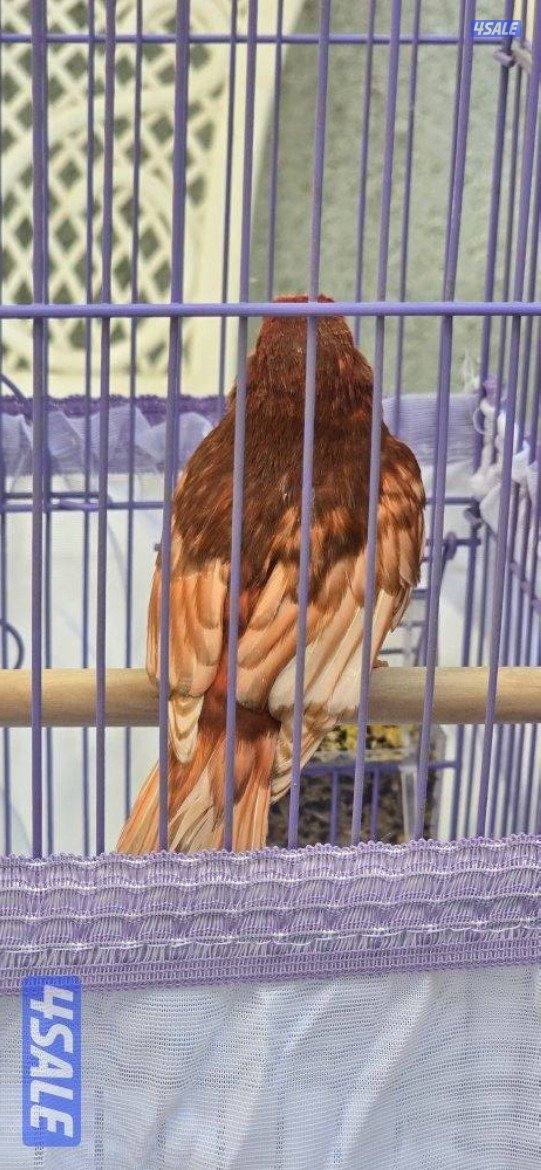 كناري اسباني وايطالي الوان وتغري4