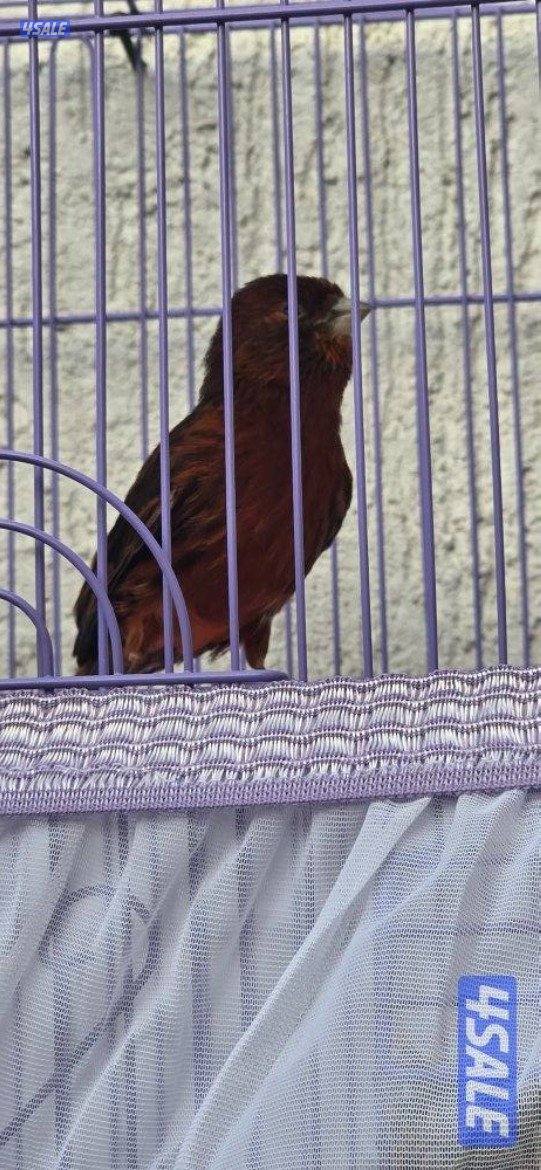 كناري اسباني وايطالي الوان وتغري0