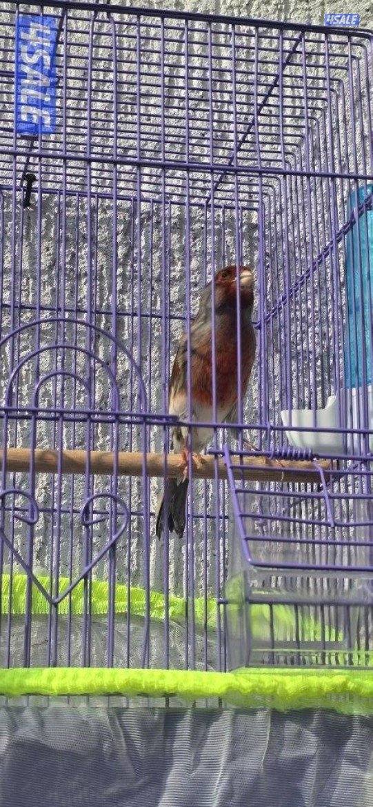 كناري اسباني وايطالي الوان وتغري6