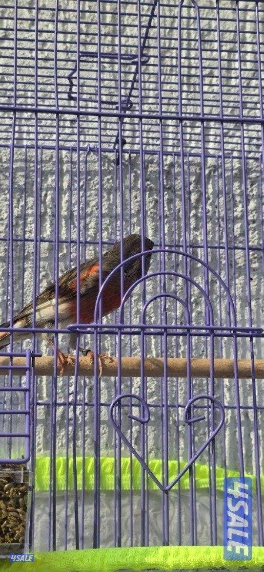 كناري اسباني وايطالي الوان وتغري7