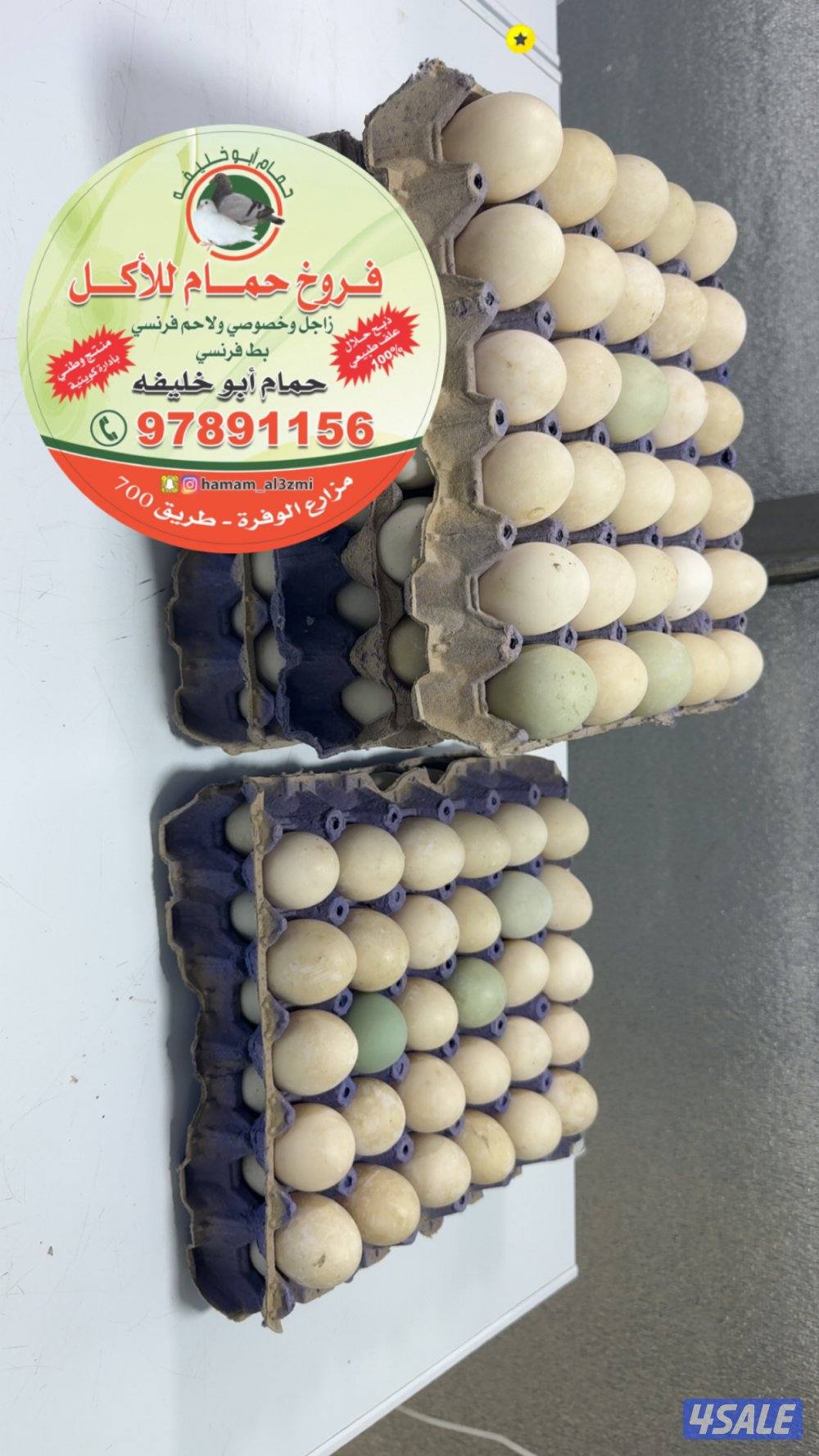 للبيع اطباق بيض بط فرنسي جامبو0